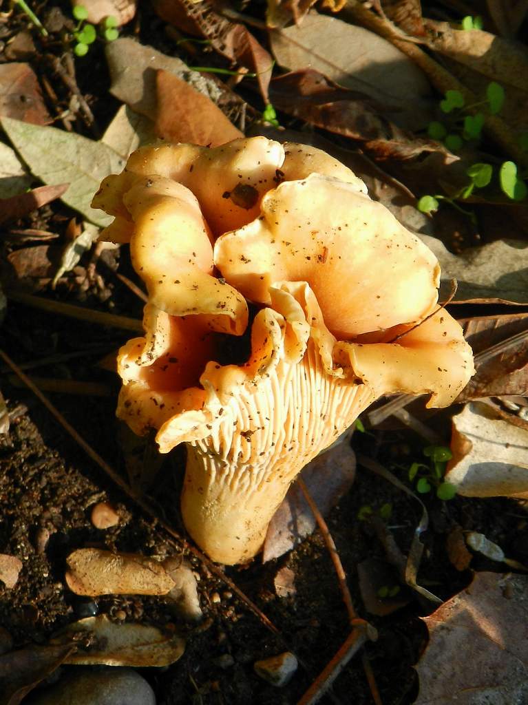 Cantharellus cibarius (Fries, 1821) ?
